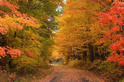 Fall in Michigan captured by Sherry Johnston