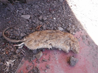 Figure 1 - this dead rat was found in the driveway of a Fannie Mae foreclosure in Richmond, CA in 2013.